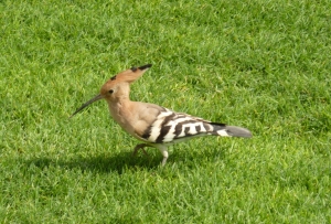 P1200056 Eurasian Hoopoe